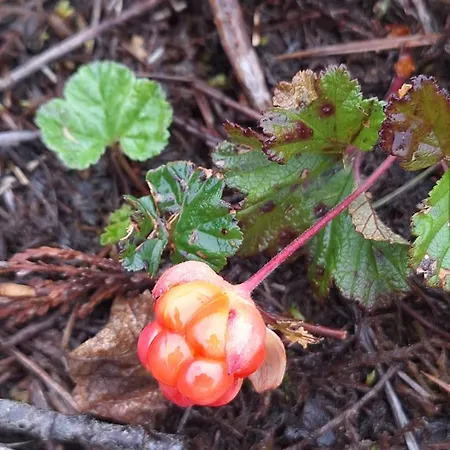 Ved Sjoen Og Fjellene * Myklebostad (More og Romsdal)